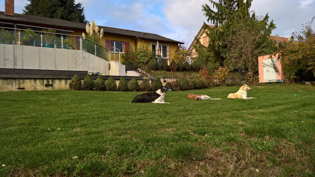 Bed and Breakfast Swiss Borzoi House Vully-les-Lacs Exterior foto