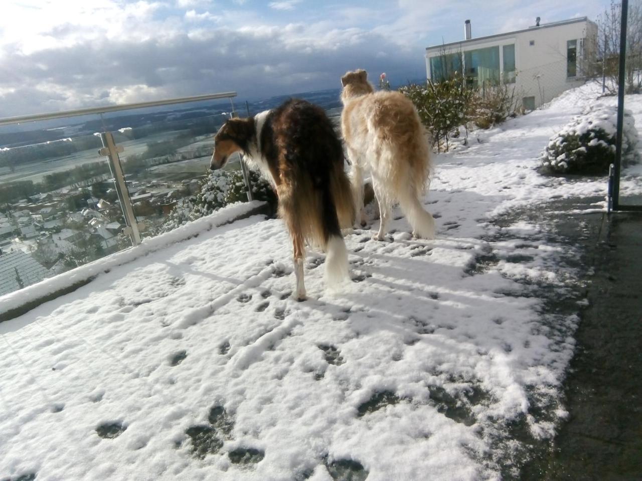 Bed and Breakfast Swiss Borzoi House Vully-les-Lacs Exterior foto